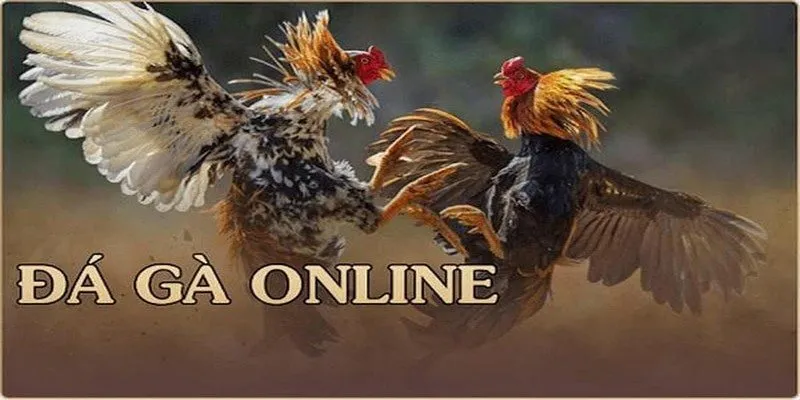 Địa chỉ uy tín xem gà chọi C1 trải nghiệm các trận đấu kịch tính